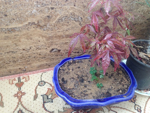 تصویر پرسش و پاسخ گیاه